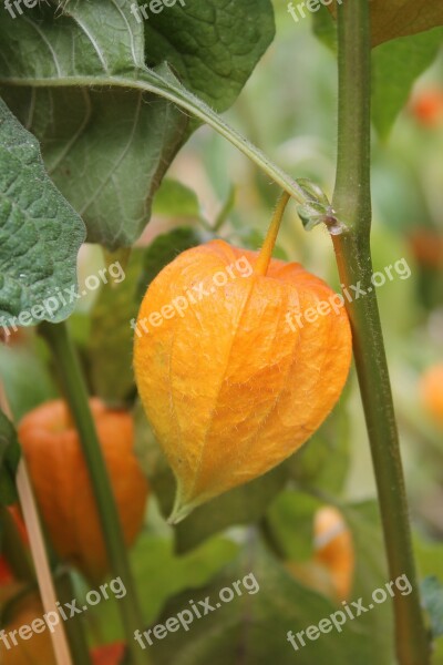 Nature Physalis Orange Flower Love In A Cage