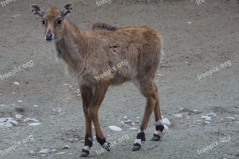 Antelope Zoo Young Animal Free Photos