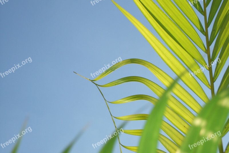 Leaf Coconut Tree Plant Free Photos