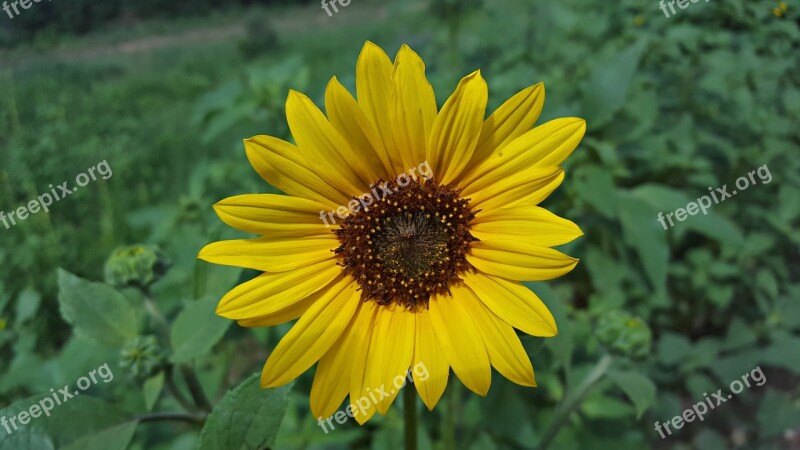 Daisy Flower Yellow Nature Plant