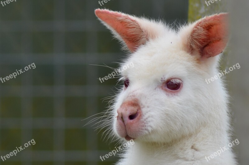 Wallaby Kangaroo Aminal Portrait Zoo Animals