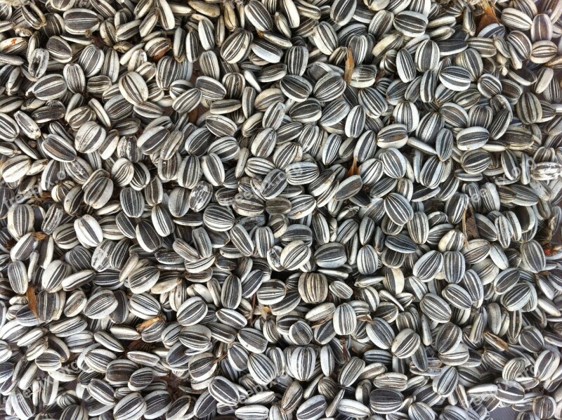 Sunflower Seeds Food Agriculture Organic Nature