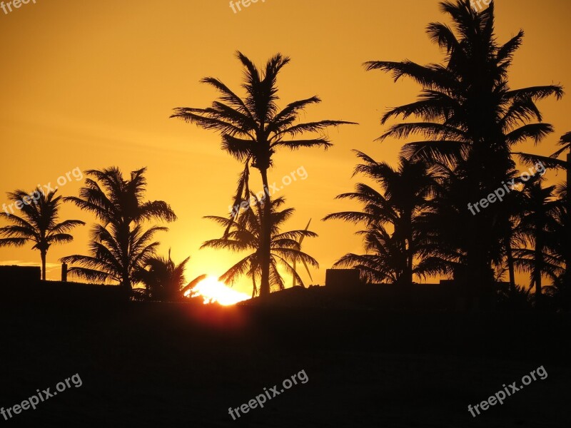 Sunset Coconut Trees Afternoon Palm Trees Silhouette