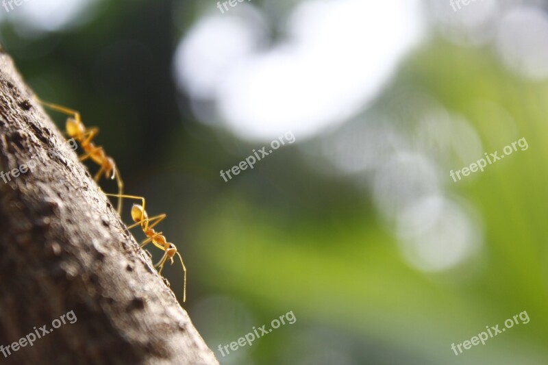 Ant Workers Morning Teamwork Insect