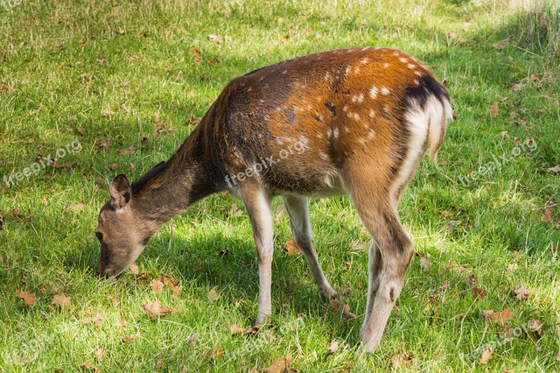 Roe Deer Graze Forest Animal Eat Grass Free Photos