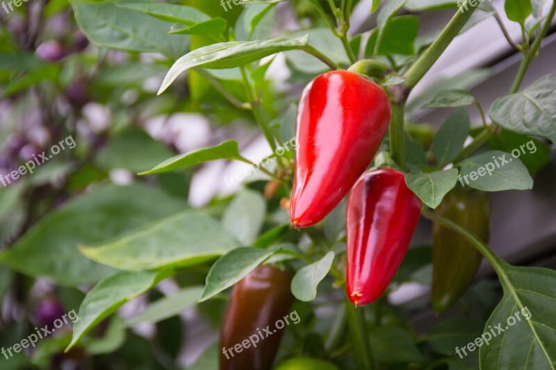 Chili Sharp Red Pods Eat