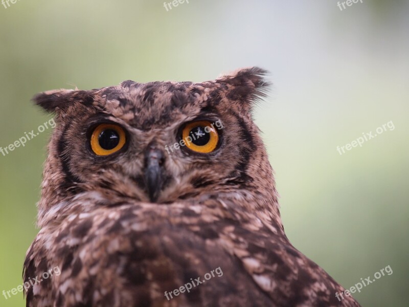 Birds Owl Raptor Animal Animals