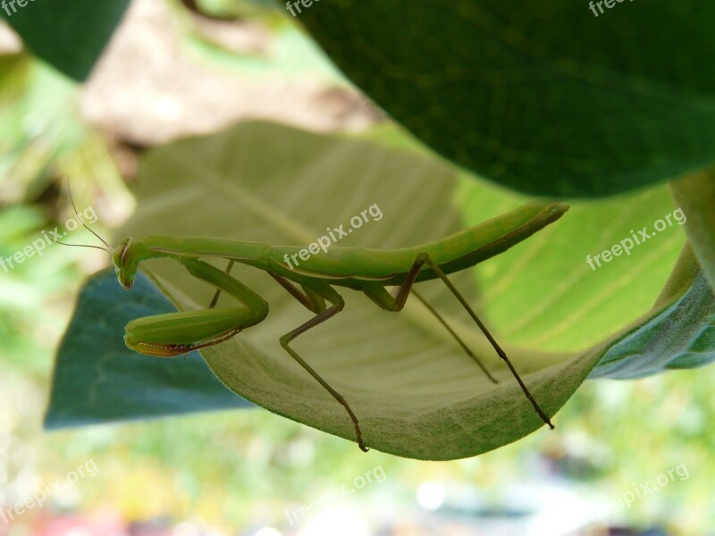 Praying Mantis Green Milkweed Insect Bug