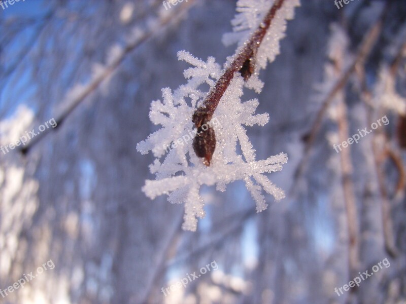 Hoarfrost Snow Crystal Winter Branch Iced