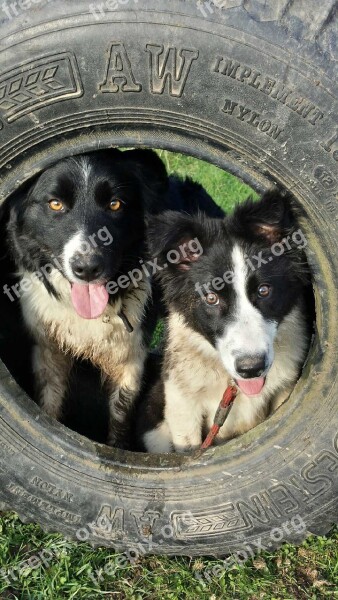 Farm Tyre Country Dogs Border Collie