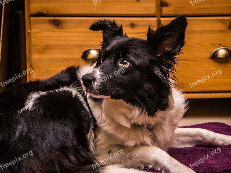 Border Collie Dog Eyes Fur