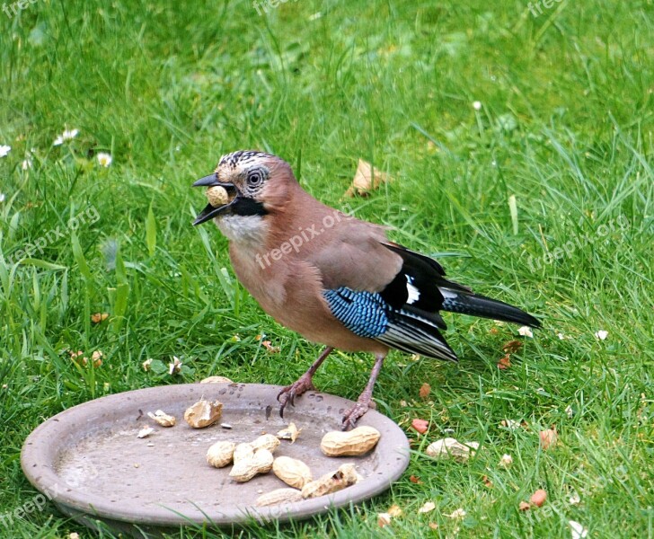 Jay Bird Nature Garden Food