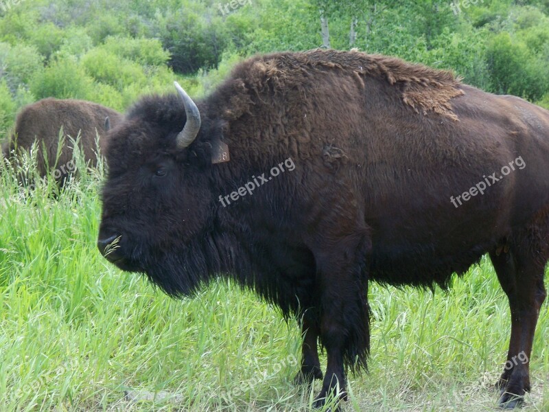 Buffalo Wildlife Animal Free Photos