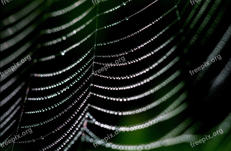 Spider Web Dew Web Nature Spider