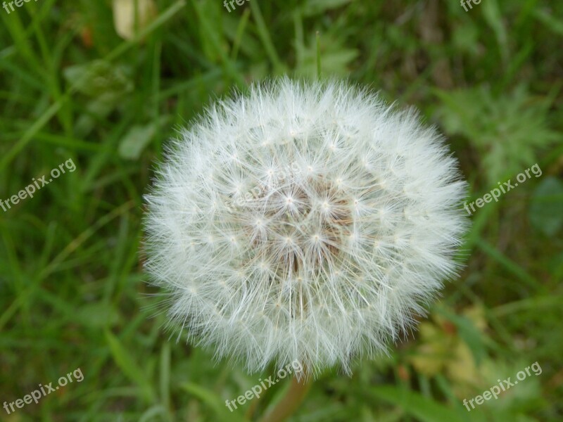 Dandelion Flower Summer Weeds Plant