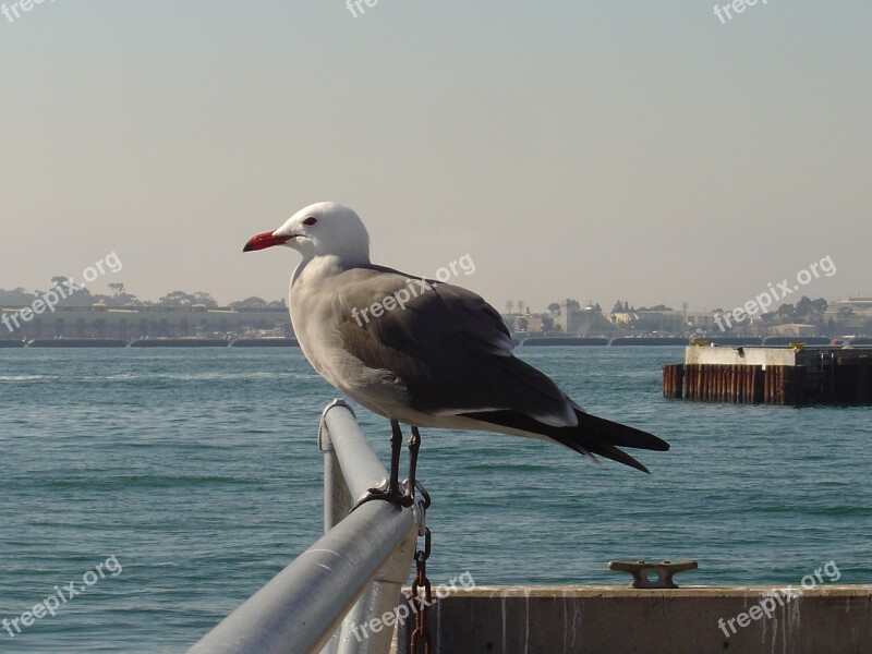 Seagull Gull Perched Looking Harbor