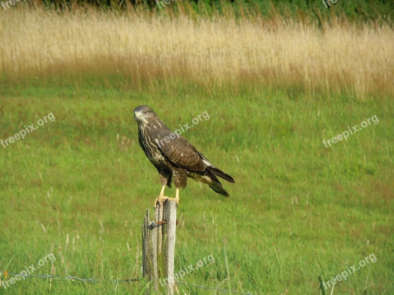 Bird Common Buzzard Bird Of Prey Free Photos