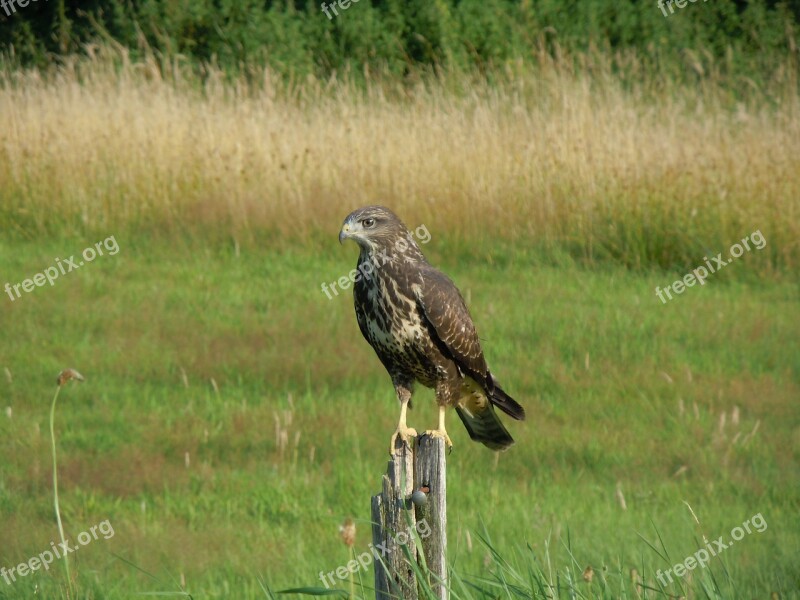 Bird Common Buzzard Bird Of Prey Nature Free Photos