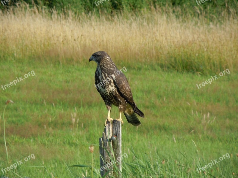 Bird Common Buzzard Bird Of Prey Nature Free Photos