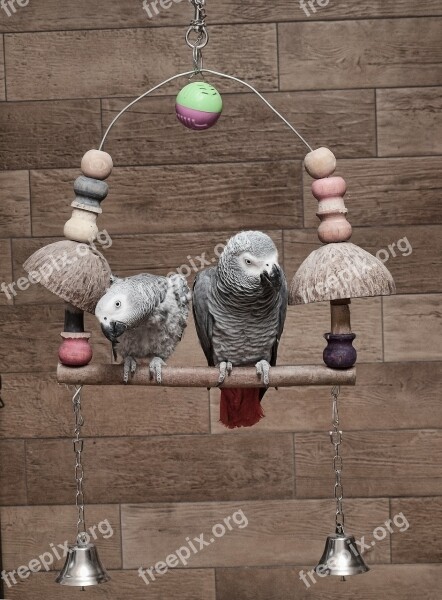 Parrot Psittacus Erithacus African Grey Parrot Grey Parrot Congo African Grey Parrot