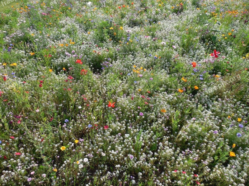 Flowers Meadow Flower Meadow Summer Meadow Summer