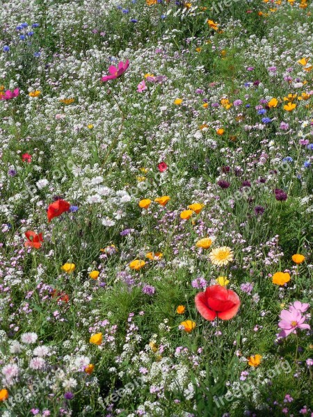 Flowers Meadow Flower Meadow Summer Meadow Summer