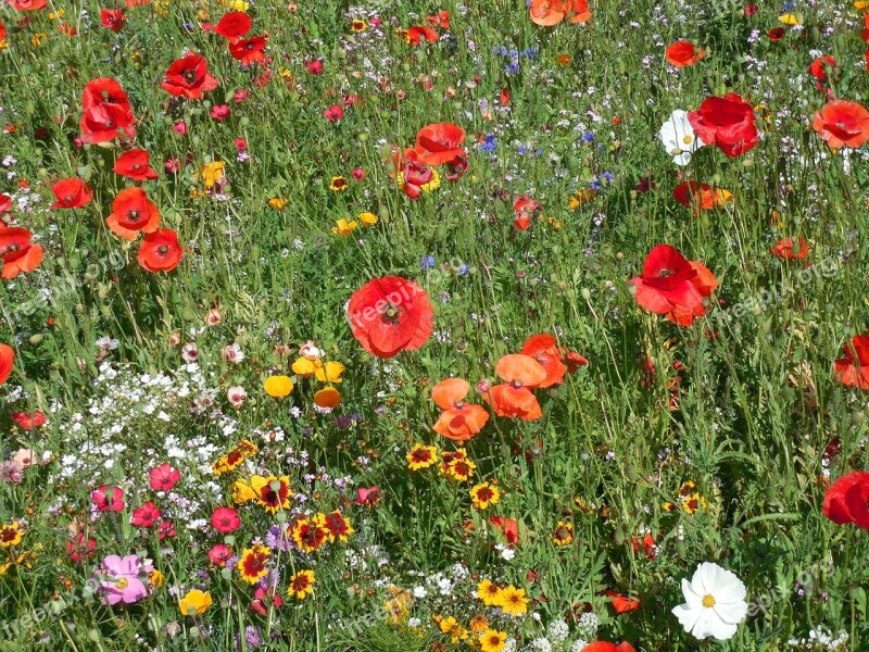 Flowers Meadow Flower Meadow Summer Meadow Summer