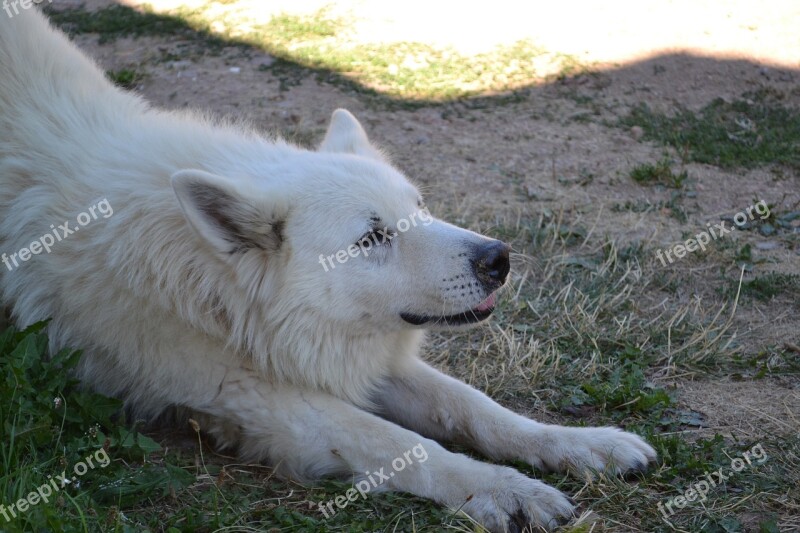 Swiss White Shepherd Dog Pet Animals Free Photos