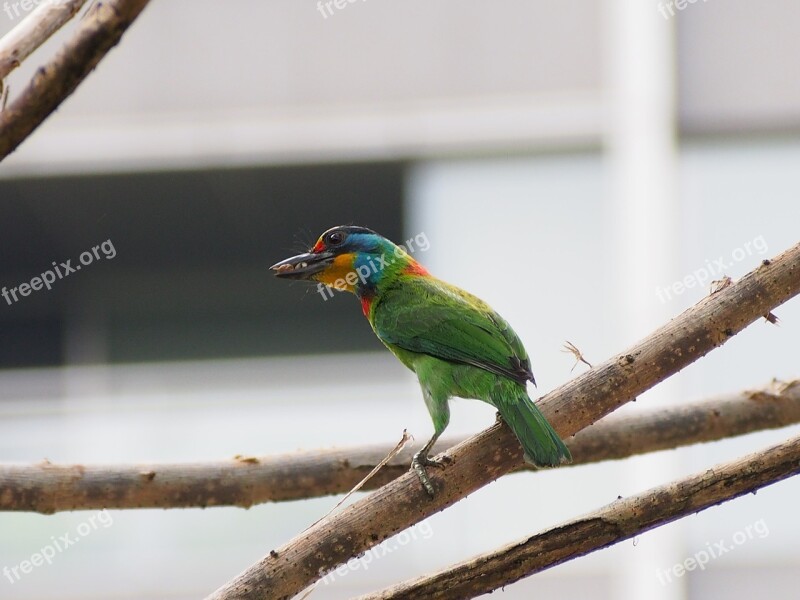 Colored Birds Monk Parent Birds Homing Muller's Barbet