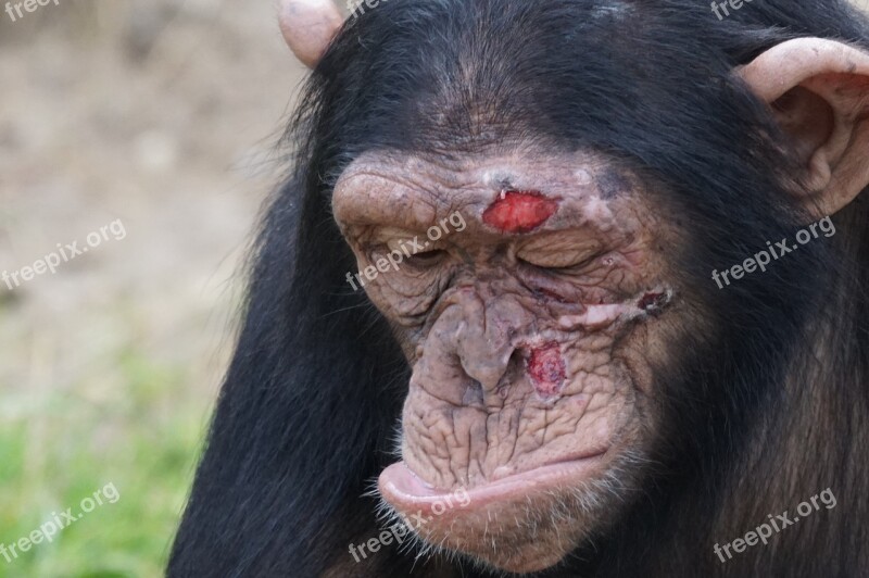 Chimpanzee Mammal Injury Dangerous Free Photos