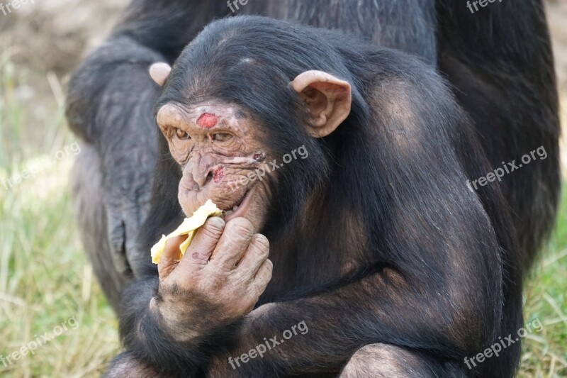 Chimpanzee Mammal Dangerous Food Free Photos