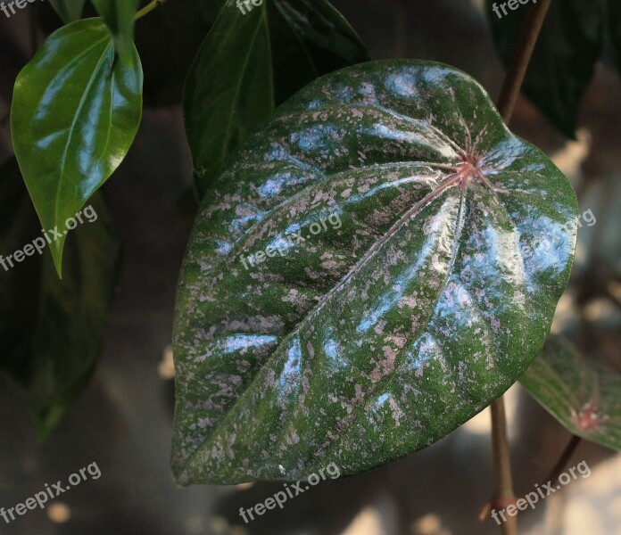 Red Betel Leaf Plant Medicine Nature Free Photos