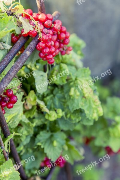 Urban Gardening Self Catering Berries Currants Harvest