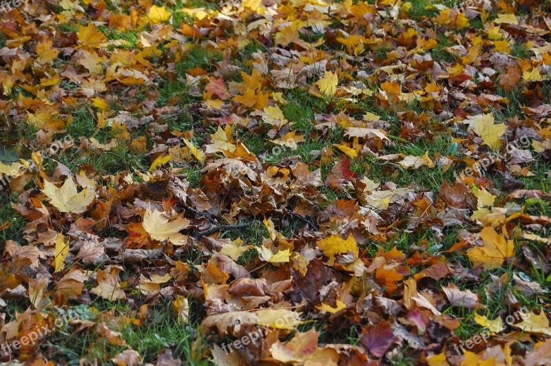 Fall Foliage Autumn Meadow Colorful Free Photos