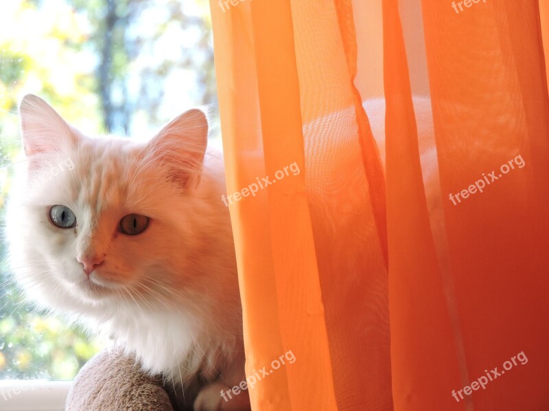 Cat Domestic Animal Feline Free Photos