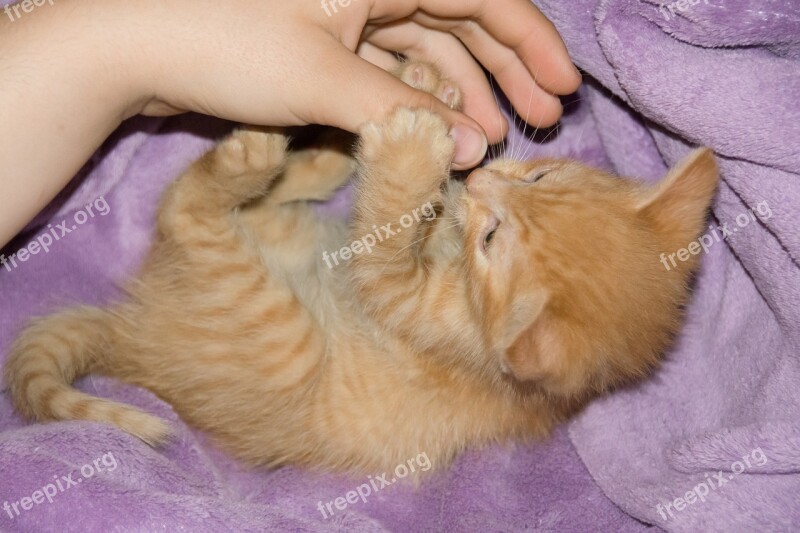 Cat Kitten Pets Domestic Cat Young Cat