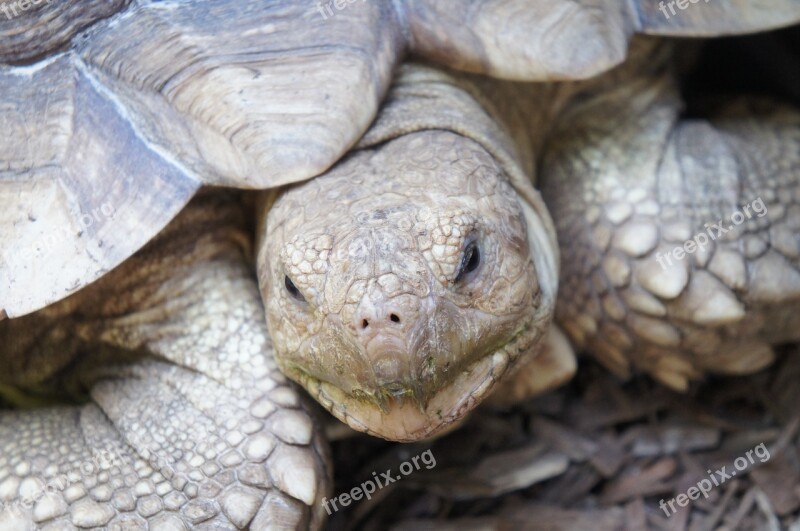 Head Turtle Tortoise Shell Animal