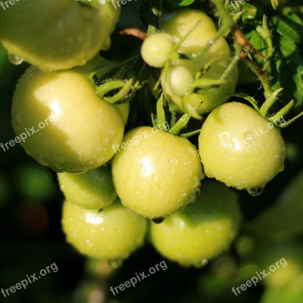 Tomatoes Immature Grow Summer Water