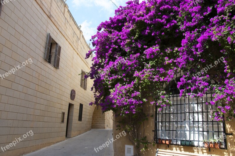 Flower Bouganvilla Alley Climbing Plant Free Photos