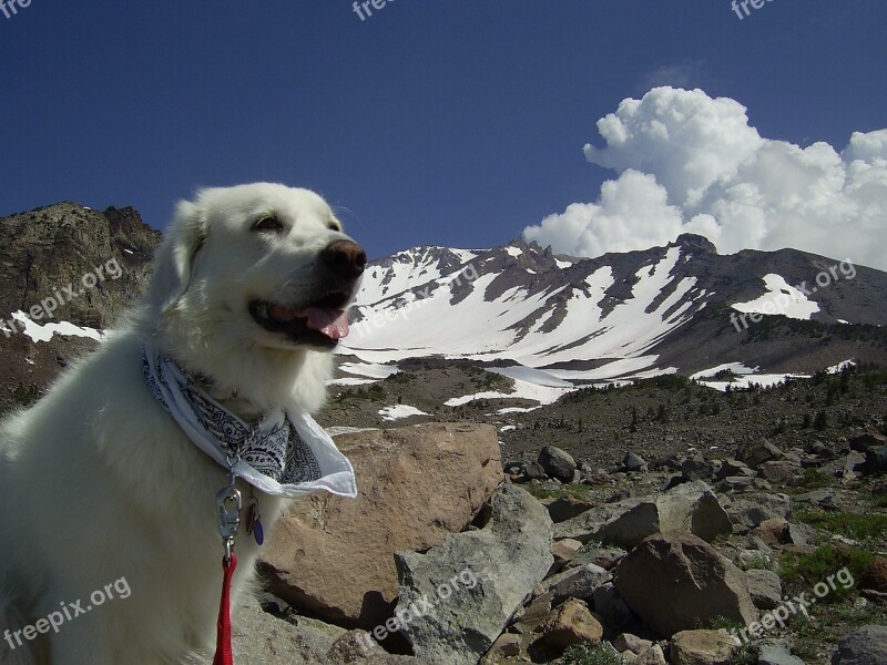 Dog Happy Mountain Pet Animal