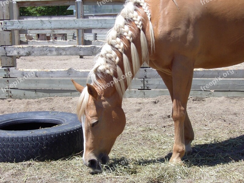 Horse Plait Tire Wooden Fence Free Photos