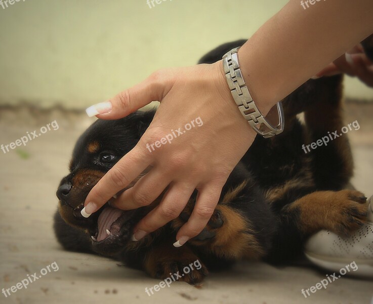 Rottweiler Puppy Dog Background Thoroughbred