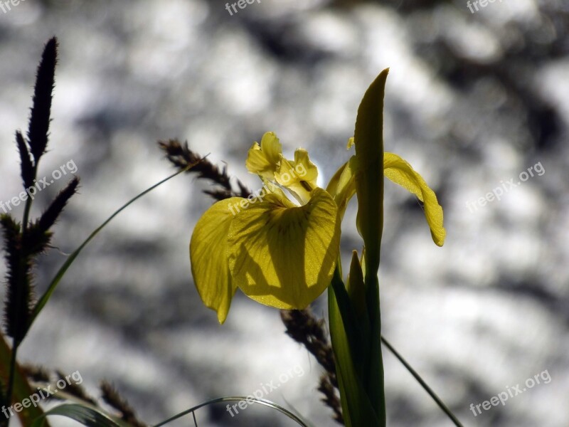 Flower Water Flowers Summer Plant