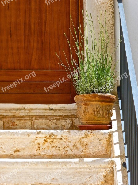 Plant Flowerpot Potted Steps Decoration