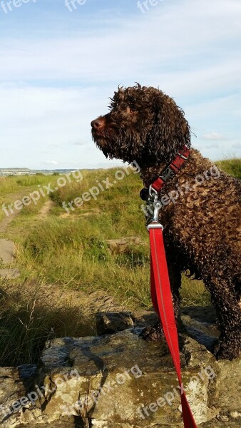 Spaniel Brown Dog Springer Outdoors