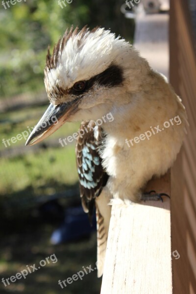 Bird Kookaburra Australian Wildlife Animal