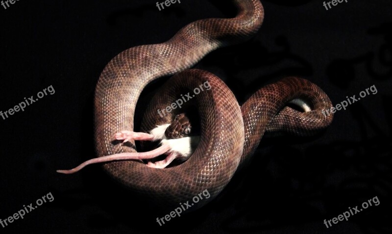 Snake Snake Eating Mouse Reptile Animal