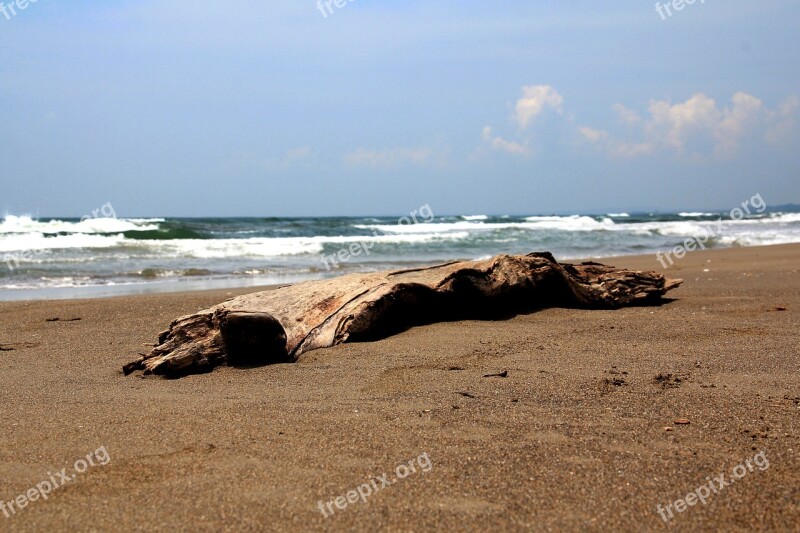 Beach Wood Veracruz Mexico Sand