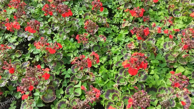 Begonias Flowers Summer Garden Flora