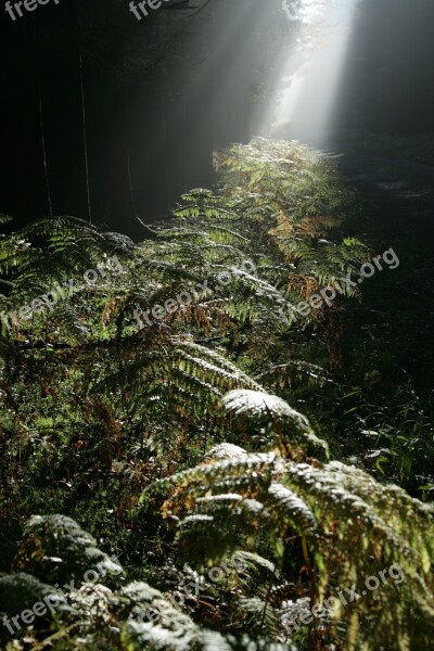 Forest Beam Ray Of Light Fog Green